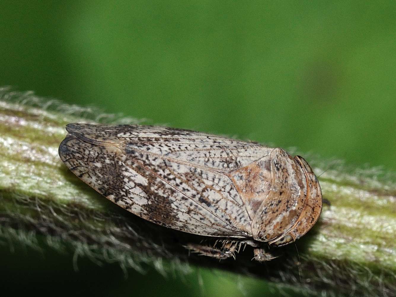 Deltocephalinae - Selenocephalus sp.